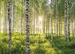 Rozświetlony promieniami słońca las brzozowy
