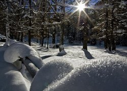 Rozświetlony promieniami słońca śnieg pod drzewami w lesie