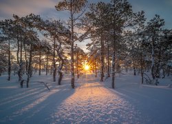 Rozświetlony promieniami słońca śnieg pod drzewami