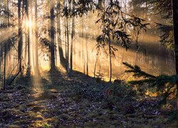 Rozświetlony promieniami słonecznymi las