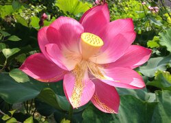 Rozświetlony różowy kwiat lotosu
