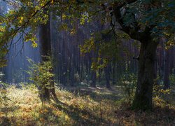 Rozświetlony słońcem las