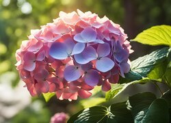 Rozświetlony słońcem różowy kwiat hortensji