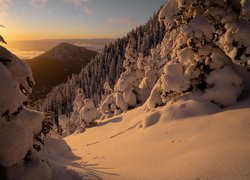 Rozświetlony słońcem śnieg i las na zboczu góry