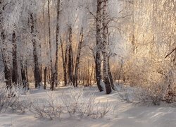 Rozświetlony słońcem zimowy las