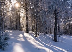 Las, Zima, Przebijające słońce, Śnieg, Drzewa