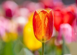 Rozświetlony tulipan na rozmytym kolorowym tle