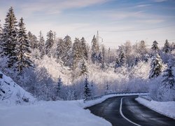 Rozświetlony zimowy las wzdłuż asfaltowej drogi