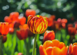 Rozświetlony żółto-czerwony tulipan