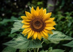 Rozświetlony żólty kwiat słonecznika