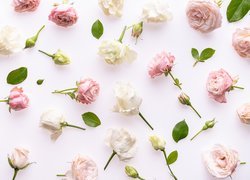 Rozsypane kwiaty i listki róż