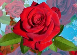 Kwiaty, Czerwona, Róża, 2D