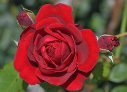 Rozwinięta czerwona róża z pąkami w zbliżeniu