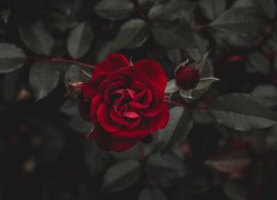 Rozwinięta czerwona róża z pąkiem
