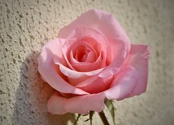Rozwinięta róża przy murze