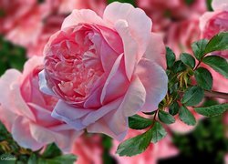 Rozwinięta różowa róża w 2D