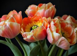 Tulipany, Kolorowe, Kwiaty, Grafika
