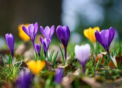 Rozwinięte fioletowe i żółte krokusy
