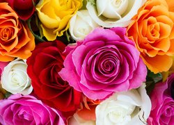 Rozwinięte kolorowe róże