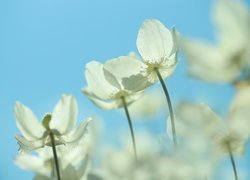 Rozwinięte kwiaty białego zawilca wielkokwiatowego na tle nieba