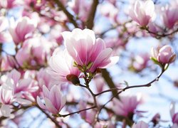 Różowo-białe, Kwiaty, Magnolia, Gałązki