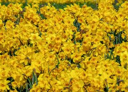 Rozwinięte kwiaty narcyzów żonkili
