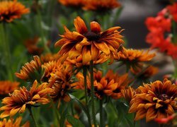 Kwiaty, Rudbekia, Owad