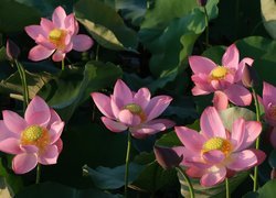 Rozwinięte różowe lotosy wśród liści