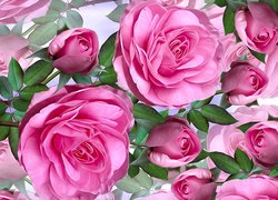 Rozwinięte różowe róże z pąkami