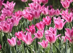 Rozwinięte różowe tulipany w zbliżeniu