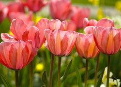 Rozwinięte tulipany na rozmytym tle