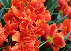 Tulipany, Rozwinięte