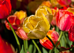 Rozwinięte żółte i czerwone tulipany