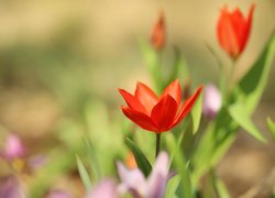 Rozwinięty czerwony tulipan