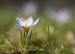 Krokus, Kwiat