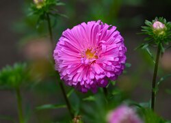 Rozkwitnięty, Różowy, Aster