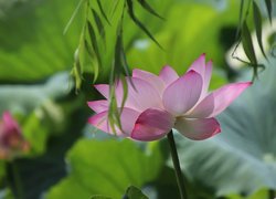Rozwinięty różowy kwiat lotosu