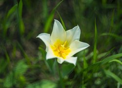 Rozwinięty tulipan w zbliżeniu