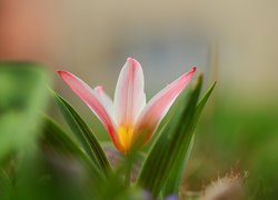 Rozwinięty, Tulipan, Kwiat