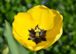 Rozwinięty żółty tulipan na rozmytym tle