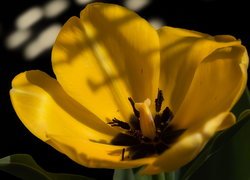 Rozwinięty żółty tulipan w zbliżeniu
