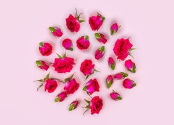 Kwiaty, Róże, Pąki, Listki, Różowe tło