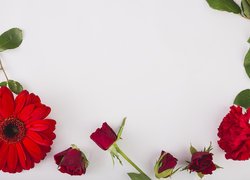 Kwiaty, Czerwone, Róże, Pąki, Goździk, Gerbera