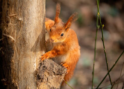 Ruda wiewiórka na pniu drzewa w słonecznym blasku