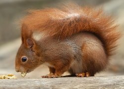 Ruda wiewiórka jedząca orzechy