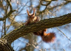 Ruda wiewiórka na konarze drzewa
