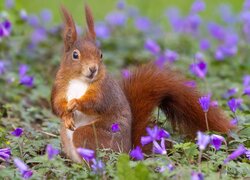 Ruda wiewiórka wśród fioletowych kwiatów na łące