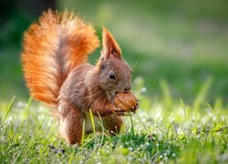 Ruda wiewiórka z orzechem w łapkach na trawie