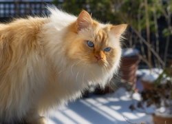 Rudawy kot o niebieskich oczach