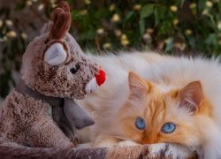 Rudawy kot obok pluszowego renifera